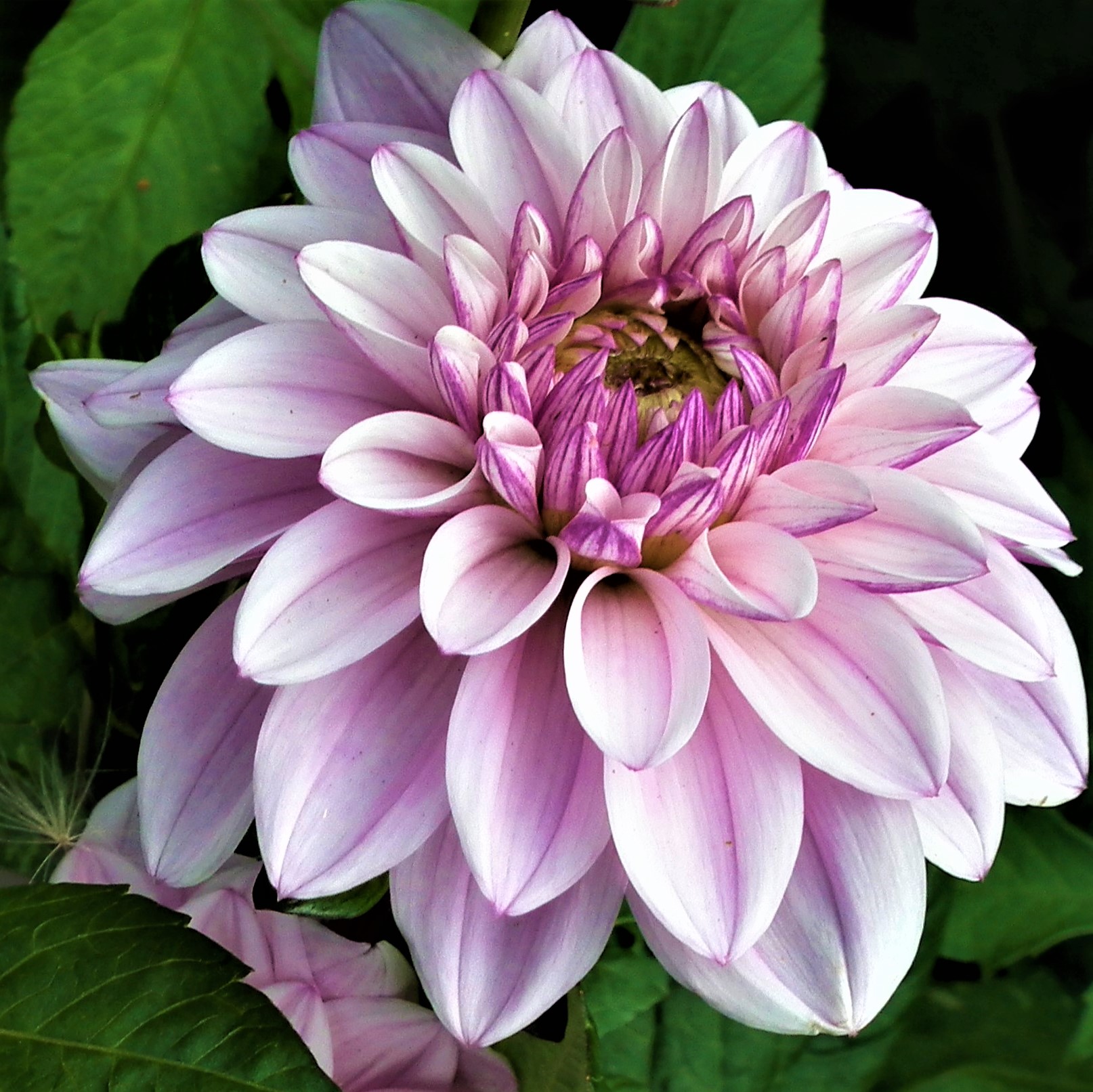 Dahlia Sweet Surprise